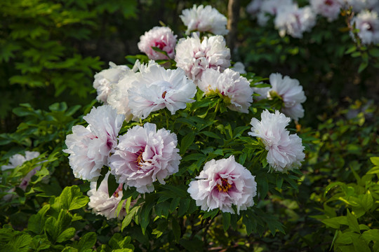 牡丹花朵素材