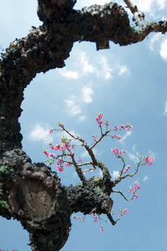 桃花醉