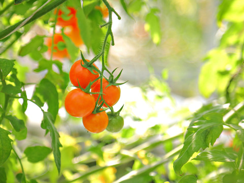 番茄种植
