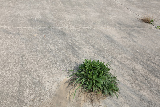 水泥地夹缝生长的草