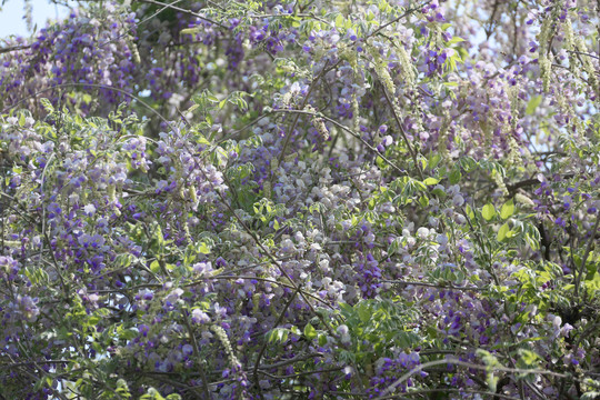 盛开的紫藤花