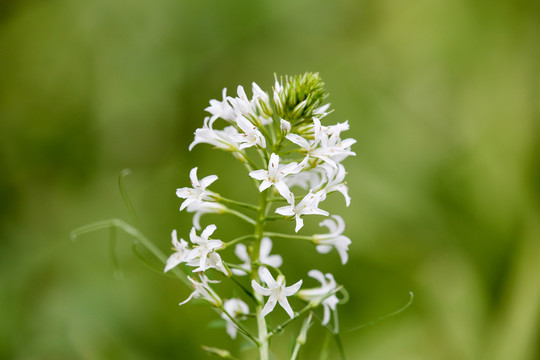 泽珍珠菜