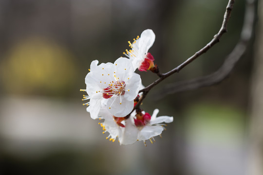 盛开的杏花