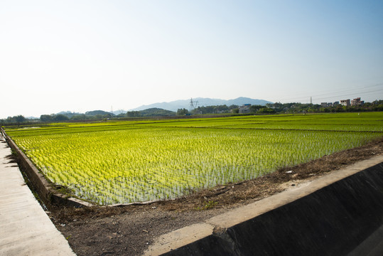 田园风光