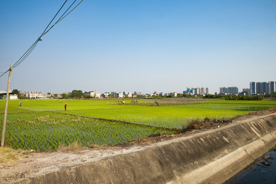 田园风光