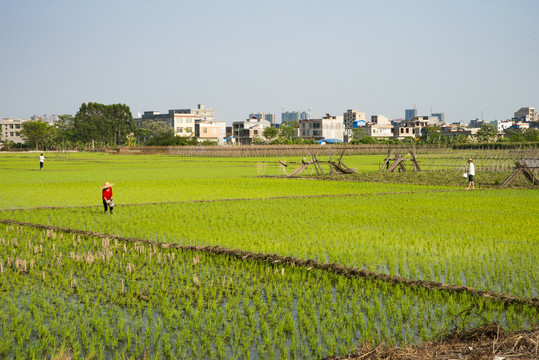 乡村 田园