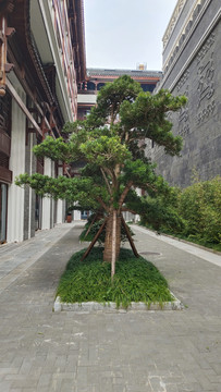 园林景观