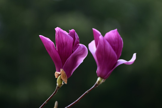 紫玉兰