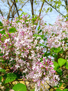 春天丁香花