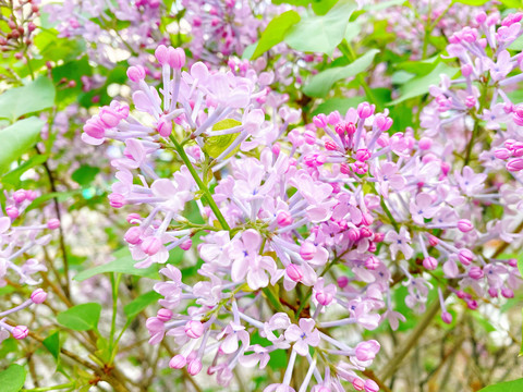 丁香花