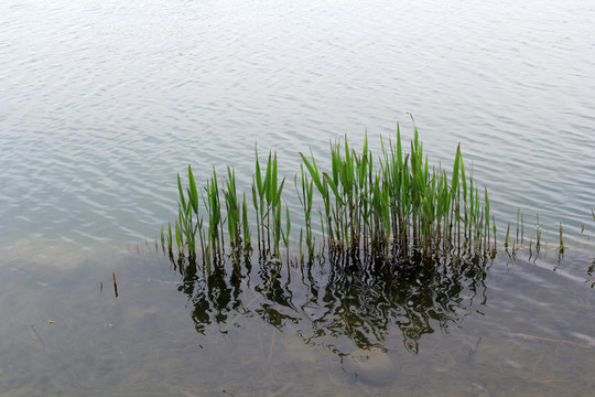 春季水面芦苇