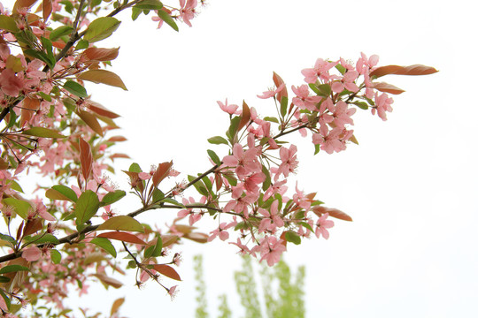 樱花盛开季