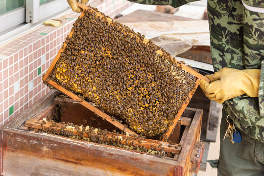 蜂箱蜜蜂群