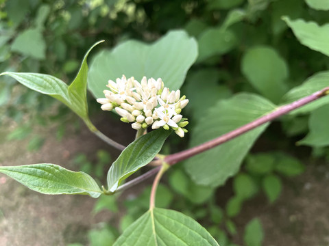 海桐的花