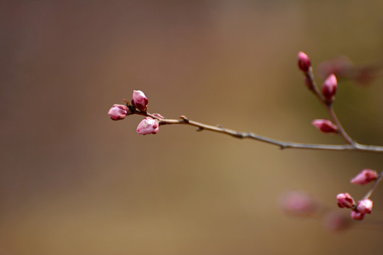 桃花花蕾