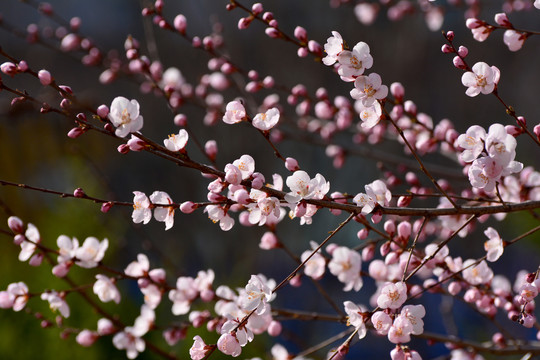 桃花