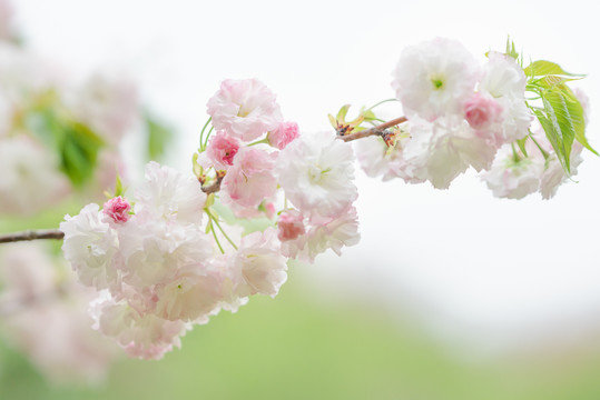 粉白色樱花盛开唯美背景