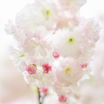 粉白色樱花盛开唯美背景