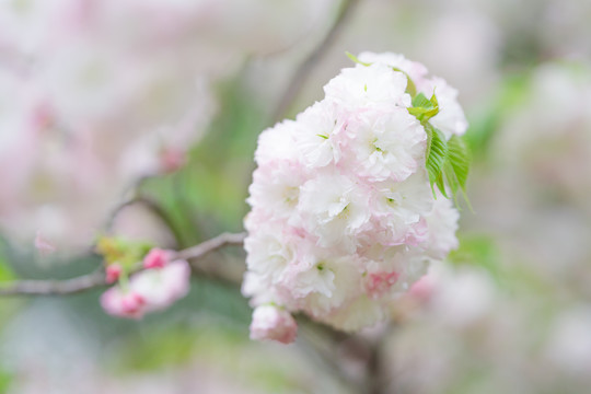 春天粉白色樱花盛开唯美背景