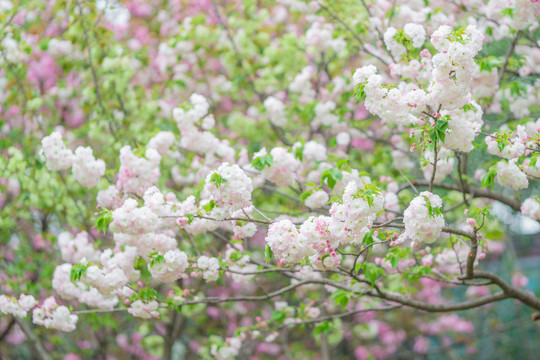 春天粉白色樱花盛开唯美背景