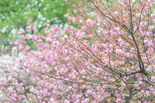 春天粉白色樱花盛开唯美背景