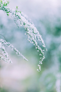 雪柳花喷雪花白色小花