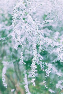 雪柳花喷雪花白色小花