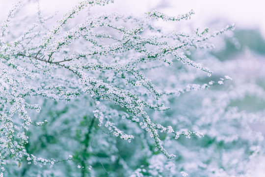 喷雪花白色背景春天绿色植物