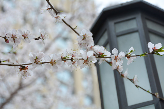 杏花桃花梨花