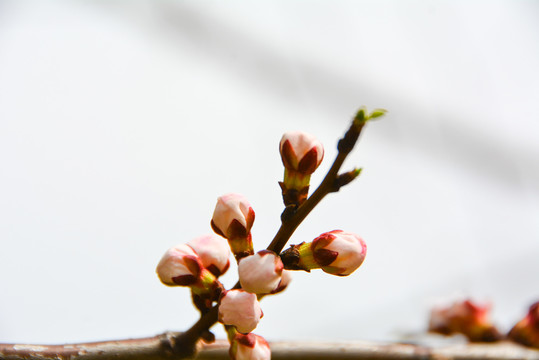 杏花桃花梨花