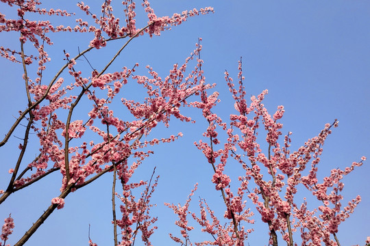 红色观赏桃花