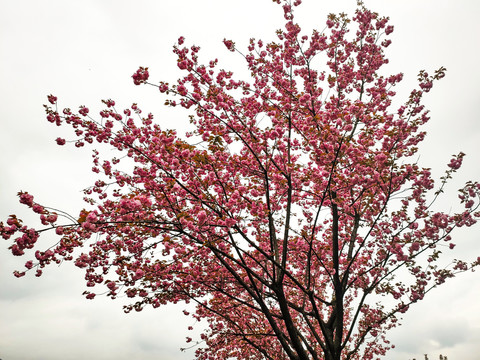 红色观赏樱花树