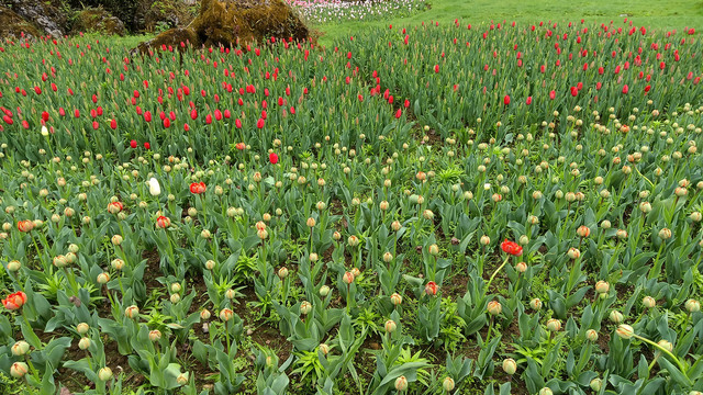 郁金香花苞