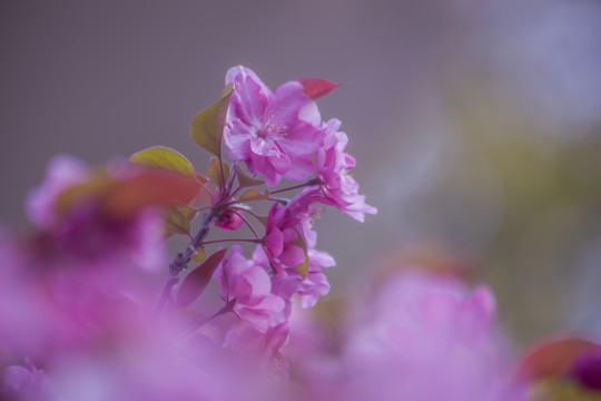 海棠花