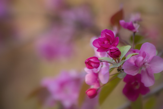 海棠花