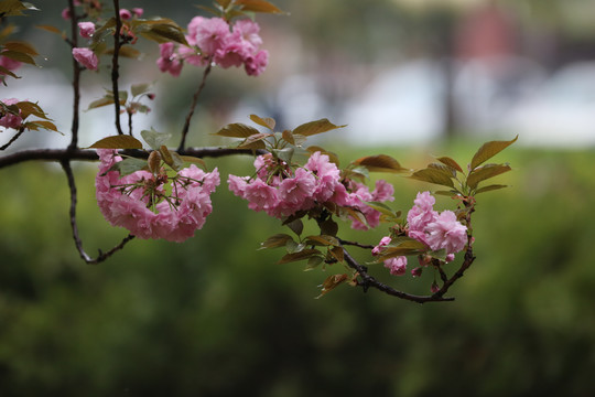 樱花