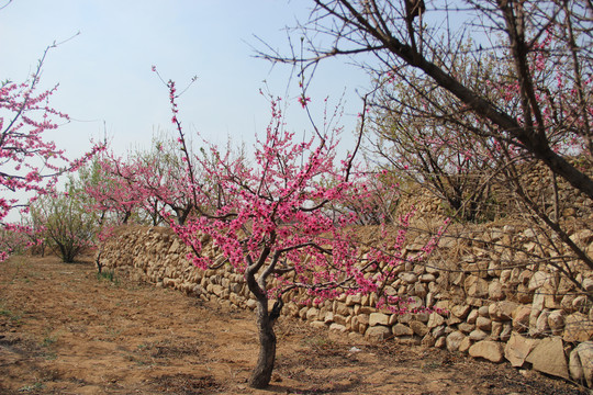 桃花