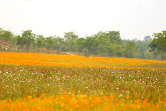 花海美景