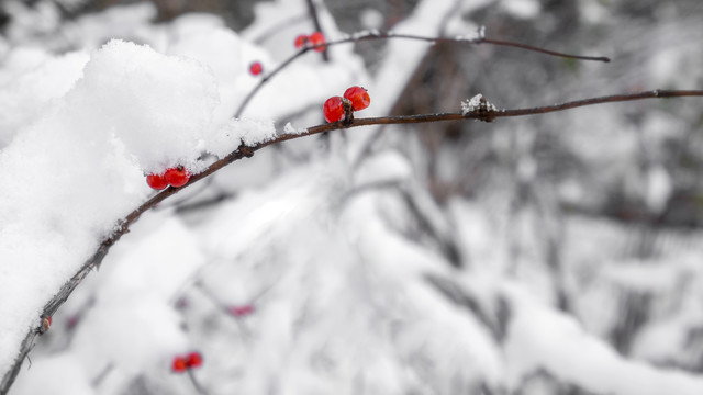 雪