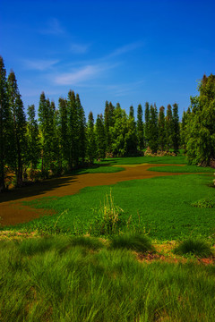 云南滇池湿地风光