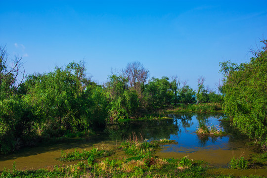 云南滇池湿地