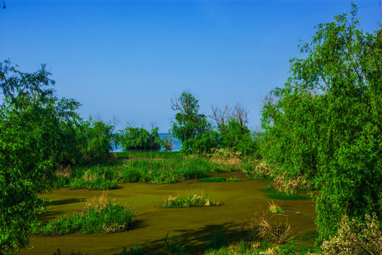 云南滇池湿地