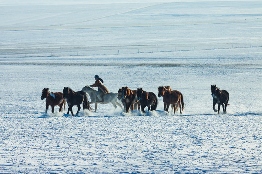 冬季雪原骏马奔跑蒙古族骑马