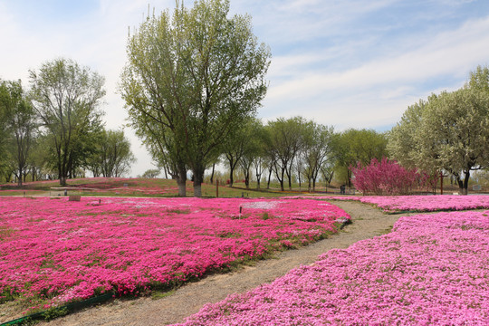 芝樱花