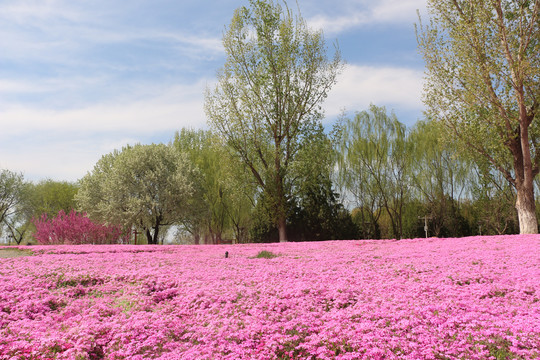 芝樱花