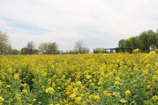 油菜花