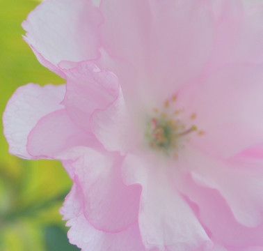 樱花花瓣