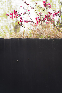 黑墙上的红花绿树