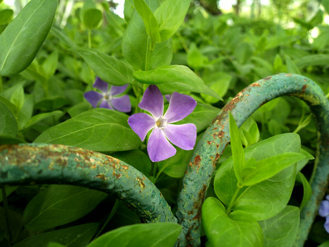 蔓长春花