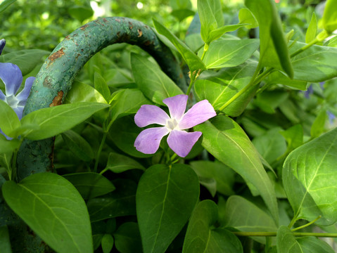 蔓长春花